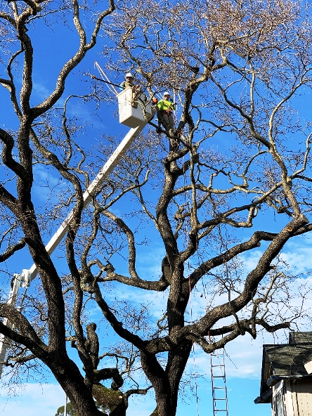 Sams provides tree pruning and tree trimming Santa Rosa CA and Sonoma County services