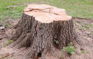 5 Tips For Tree Planting After Stump Grinding & Tree Removal
