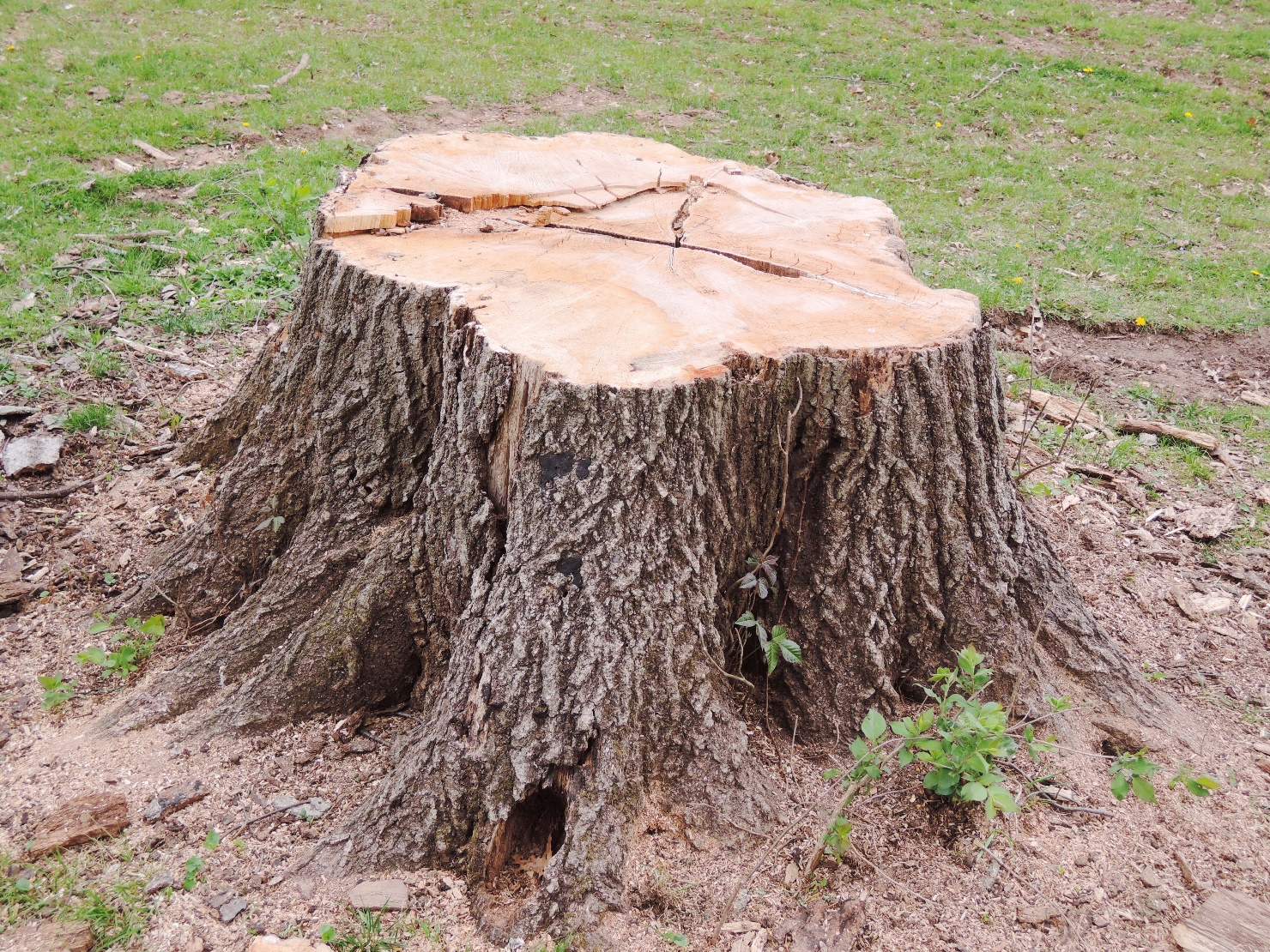 5 Tips For Tree Planting After Stump Grinding & Tree Removal