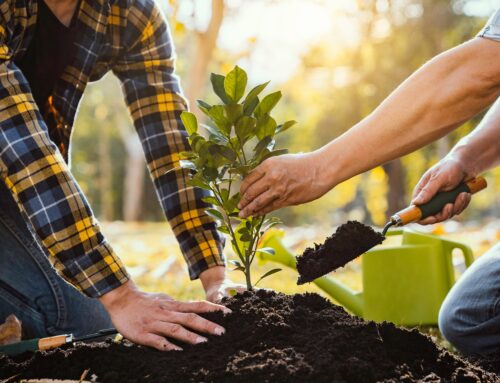 5 Easy Tips to Care for Newly Planted Trees