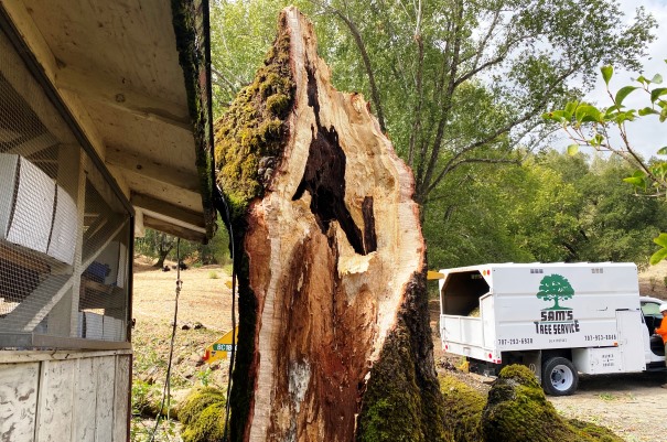 Emergency Tree Service Santa Rosa, CA and Sonoma County