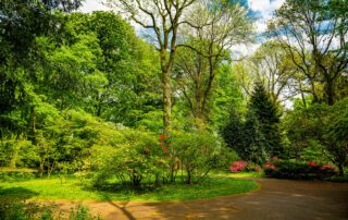 Spring Is The Perfect Time For Tree Services