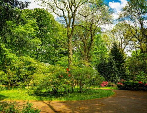 Why Spring Is The Perfect Time For Tree Services?