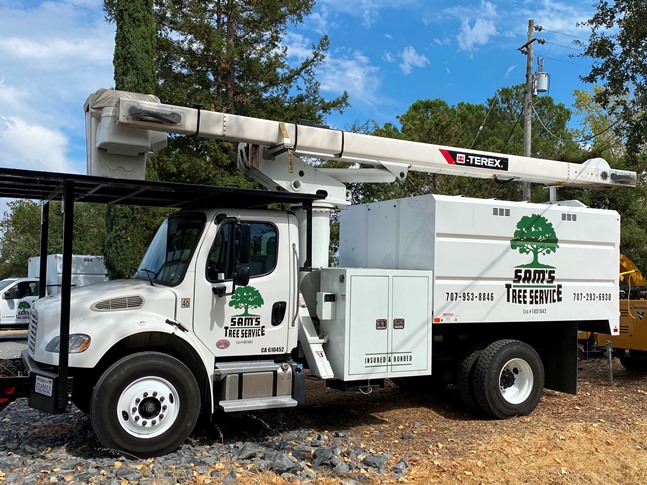 Tree removal Santa Rosa CA services