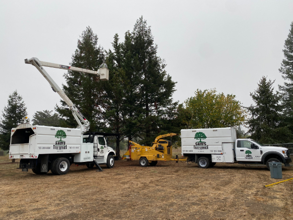 Be sure to get a Sonoma County or Santa Rosa tree removal permit before taking down a tree.