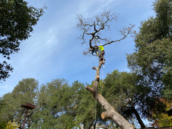 tree removal services in Santa Rosa, CA and Sonoma County