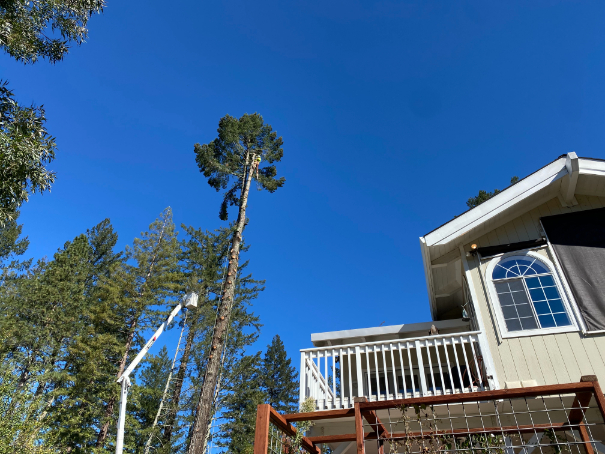 Tree removal Sonoma County and Santa Rosa, CA can be hazardous.