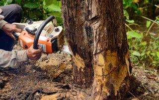 What Are The Factors For Emergency Tree Removal Service In Santa Rosa?