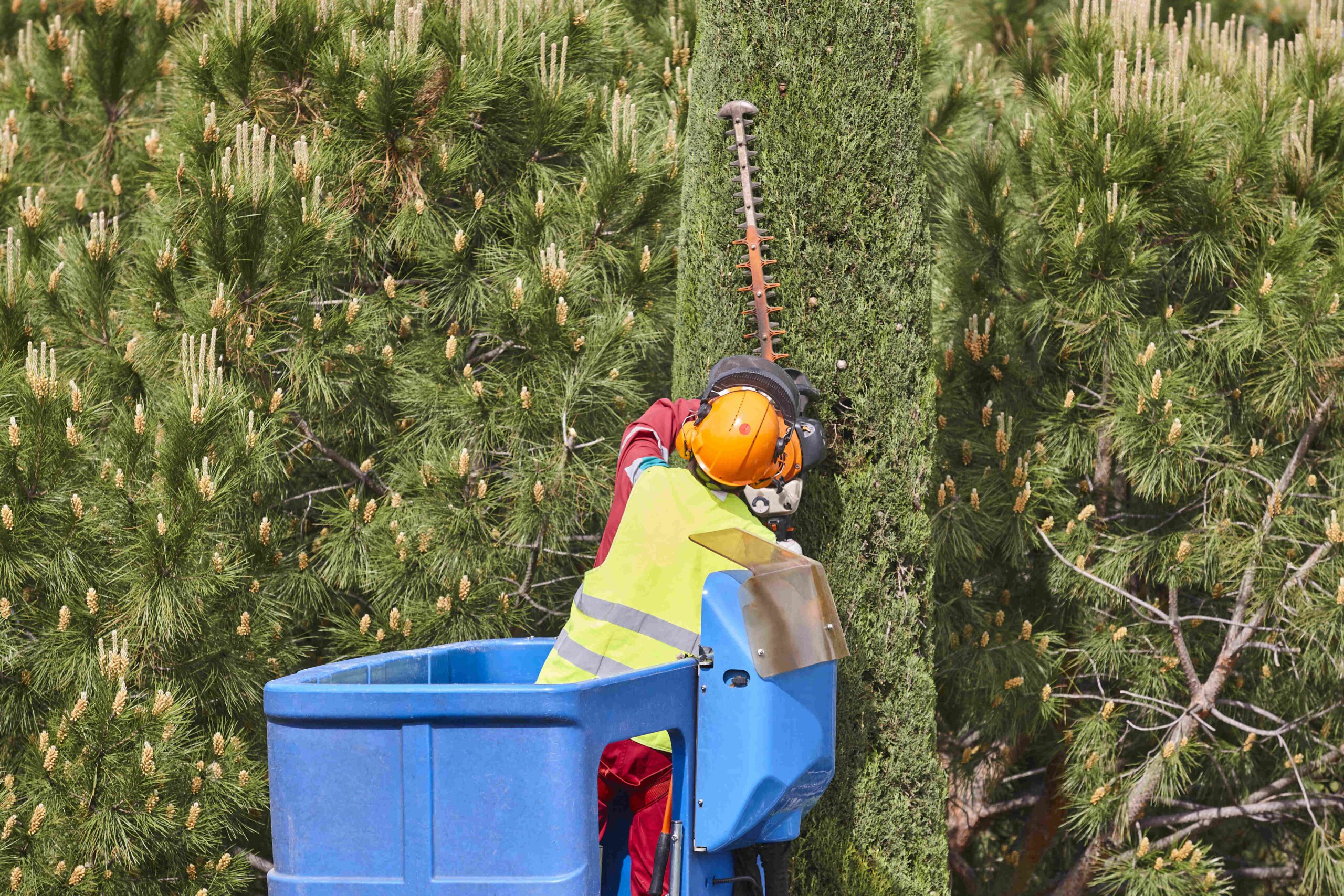 12 Tree Trimming Safety Tips – Protective Equipment
