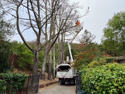 Tree pruning Santa Rosa and Sonoma County specialists at Sams