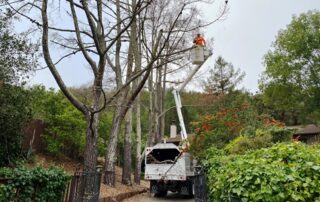12 Tree Trimming Safety Tips – Protective Equipment
