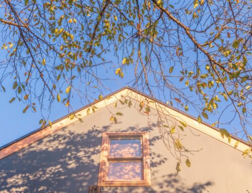 A Step-by-Step Guide to Safe Hazardous Tree Removal