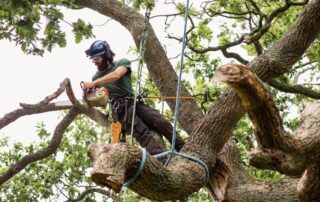 a man wearing safety gear uses a chainsaw to cut limbs off a tree.