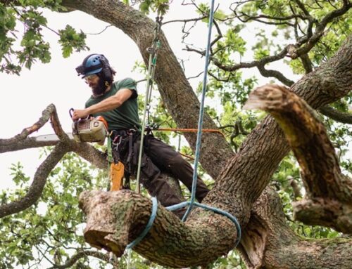 Leading Tree Removal Services: Our Expertise, Your Safety