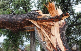 a tree trunk broken with the top half fallen to one side.
