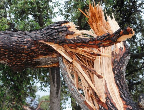 Emergency Tree Removal in Sonoma County: FAQs Answered