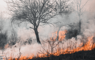 fire on a brush field with billowing smoke and black trees nearby.