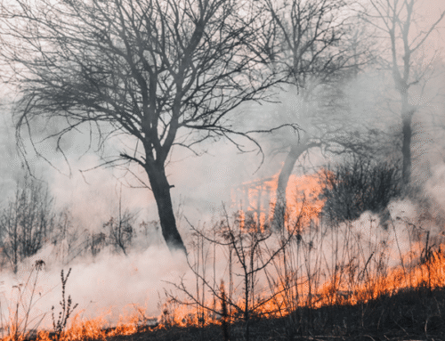 Defensible Space 101: Tree Removal Tips That Could Save Your Home