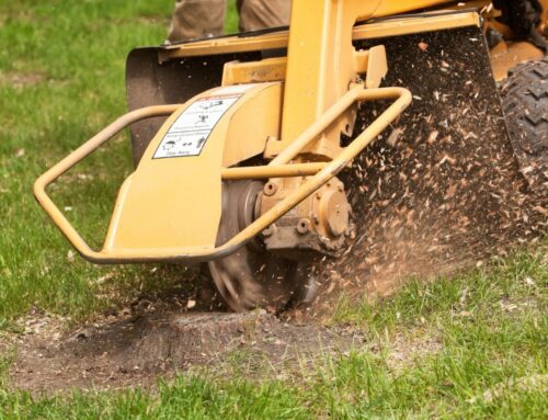 5 Tree & Stump Removal Mistakes And How to Dodge Them