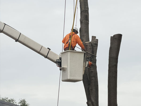 Tree removal Sonoma County and Santa Rosa, CA can be hazardous.